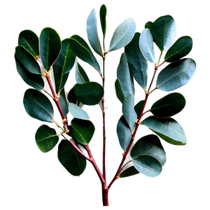 Silver Dollar Eucalyptus PNG 77 PNG