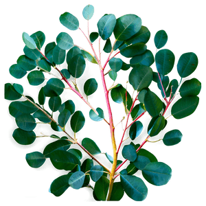 Silver Dollar Eucalyptus PNG xbu34 PNG