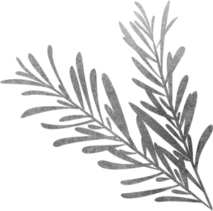 Vector Library Black And White Sketch Biological Grass - Rosemary Black And White Png, Transparent Png PNG with transparent background