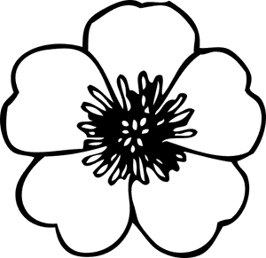 Ranuncula Clipart Flower Drawing - Line Drawing Of Flower, HD Png Download PNG image with transparent background