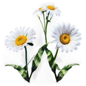 Simple Daisy Png 06202024 PNG Image