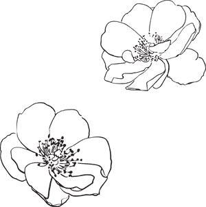 Wild Rose Flower Line Drawing, HD Png Download PNG image with transparent background