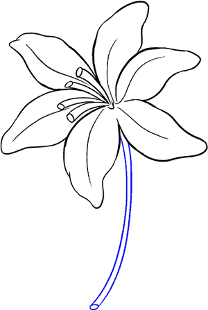 Lily Flower Drawing Easy, HD Png Download PNG image with transparent background