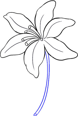 Simple Lily Line Drawing PNG Image