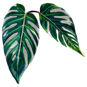 Simple Plant Leaves PNG 06232024 PNG image with transparent background