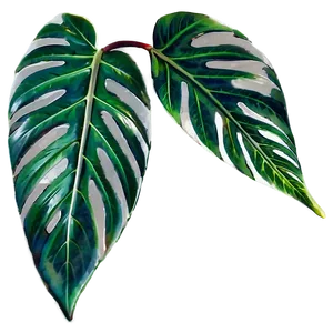 Simple Plant Leaves Png 06232024 PNG Image