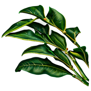 Simple Plant Leaves PNG 06232024 PNG image with transparent background