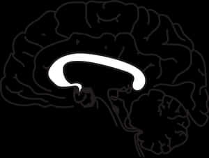 Simplified Brain Illustration PNG image with transparent background
