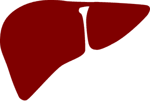 Simplified Liver Icon PNG with transparent background