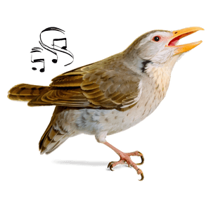 Singing Bird PNG 06202024 PNG with transparent background
