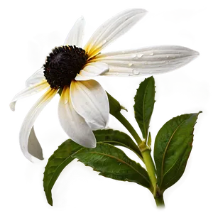 Single Black Eyed Susan Bloom Png Xin PNG Image