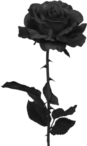 Single Black Roseon Dark Background.jpg PNG Image