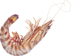 Shrimp Png - Shrimp High Resolution, Transparent Png PNG with transparent background