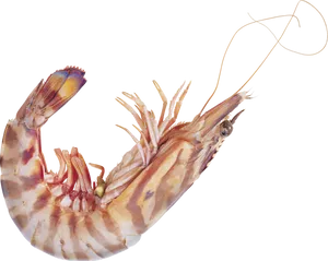 Single Cooked Shrimp Transparent Background PNG Image