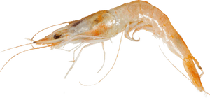 Deep Water Rose Shrimp, HD Png Download PNG image with transparent background