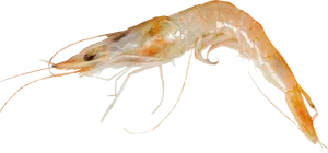 Single Cooked Shrimp Transparent Background PNG Image