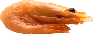 Shrimps Png - Caridean Shrimp, Transparent Png PNG with transparent background