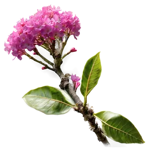 Single Crepe Myrtle Flower Png Wuq PNG Image