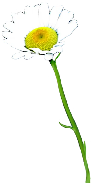 Single Daisy Isolatedon Gray PNG Image