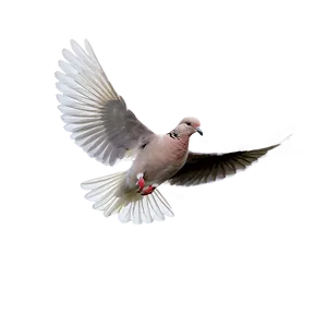 Single Dove Flying Png Qjm30 PNG Image