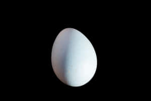 Single Egg Black Background.jpg PNG image with transparent background