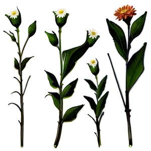 Single Flower Stem Png Qei PNG Image