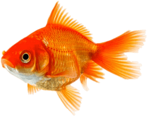 Single Goldfish - Gold Fish, HD Png Download PNG image with transparent background