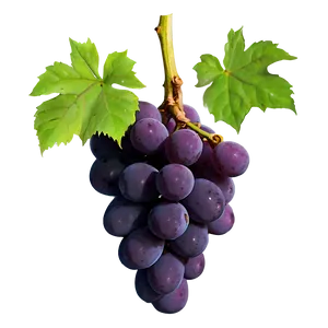 Single Grape Isolated Png 06292024 PNG Image