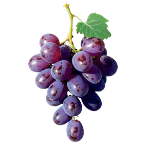 Single Grape Isolated Png 55 PNG Image