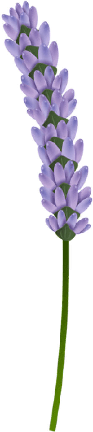Single Lavender Stem Isolated PNG image with transparent background
