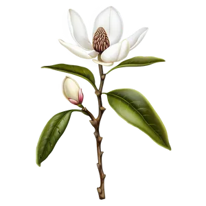 Single Magnolia Flower Png 06252024 PNG Image