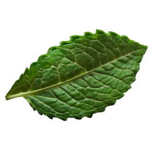 Single Mint Leaf Png Wvc63 PNG Image