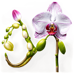 Single Orchid PNG 05242024 PNG