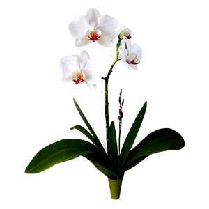 Single Orchid PNG awg64 PNG