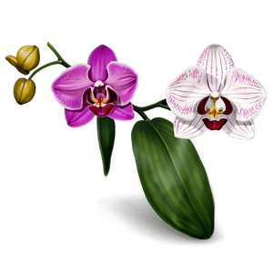 Single Orchid PNG bxr PNG