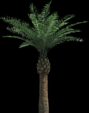 Palm Tree Png - Oil Palm Tree Png, Transparent Png PNG image with transparent background