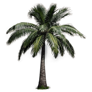Single Palm Tree PNG 37 PNG image with transparent background