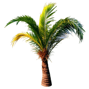 Single Palm Tree PNG cbo20 PNG image with transparent background