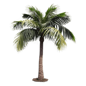 Single Palm Tree PNG wee59 PNG image with transparent background