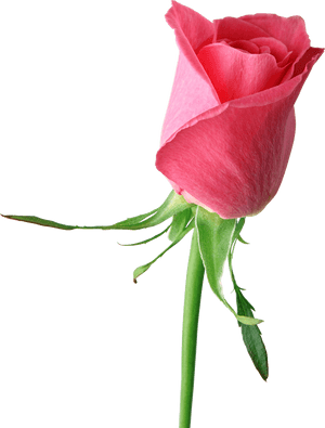 Pink Rose Png - Single Red Rose Hd, Transparent Png PNG image with transparent background