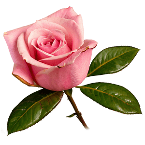 Single Pink Rose PNG yds PNG image with transparent background