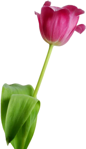 Single Pink Tulip Isolated PNG Image