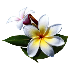 Single Plumeria Flower Png Ocq PNG Image