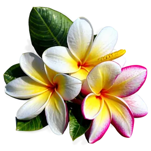 Single Plumeria Flower Png Pif97 PNG Image