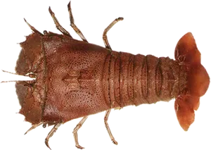 Single Prawn Isolated Background PNG Image