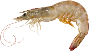 Single Prawn Transparent Background PNG Image