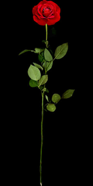 Single Red Rose Black Background.jpg PNG image with transparent background