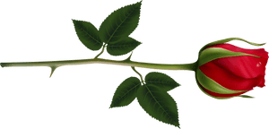 Rose Clipart Images And Pictures Download - Long Stem Red Rose Png, Transparent Png PNG image with transparent background