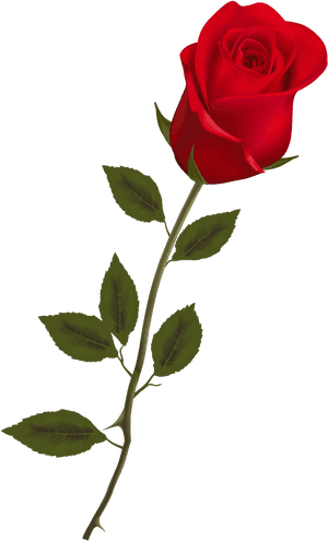 Single Long Stem Red Rose, HD Png Download PNG image with transparent background