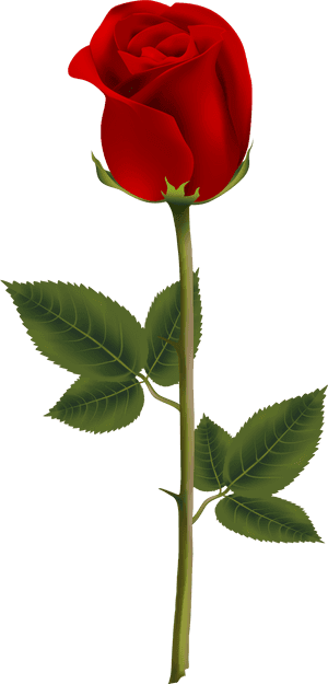 Transparent Background Red Rose Png, Png Download PNG image with transparent background